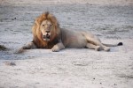 South Africa Safari, lion in Kruger 