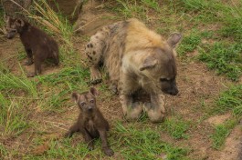 Kruger & Private Reserve Safari, hyena 