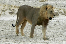 Best of Namibia Safari lion  by Werner Bayer