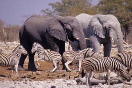 Etosha Safari animals  by Mazzali