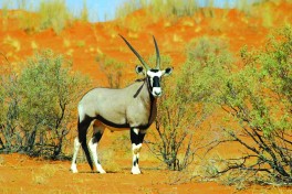 Gemsbok, Namibia Safari 