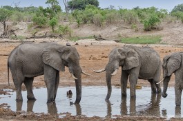 Savuti elephants  by Michael Jansen