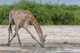Savuti giraffe  by Michael Jansen