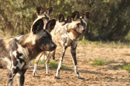 African wild dogs 