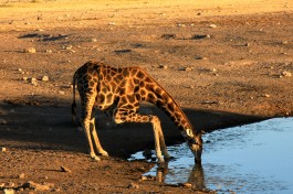 Giraffe, Namibia Safari Adventure 