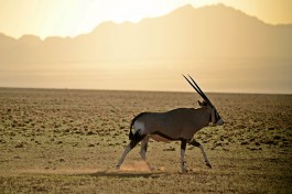 Cape to Joburg Overland Tour wildlife 