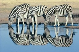 Overland Africa Safari, Zebra 
