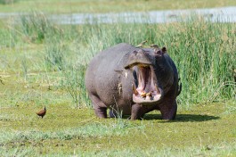 Botswana Safari, Moremi hippo  by Michael Jansen