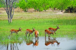 Budget Botswana Safari, lechwe 