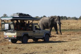 Botswana Safari Adventure, elephant 