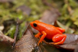 Golden mantella Madagascar animals  by Frank Vassen