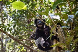 Indri lemur in Andasibe, Madagascar animals  by nomis-simon