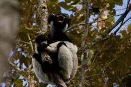 Indri indri, Andasibe 