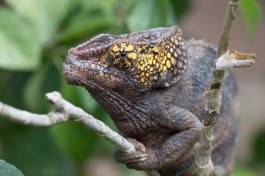 Madagascar wildlife, chameleon  by Daniel De Lapelin Dumont