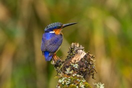 Madagascar birdlife, kingfisher in Andasibe  by Francesco Veronesi
