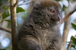 Exotic animal, Madagascar Vacation Package  by Daniel De Lapelin Dumont