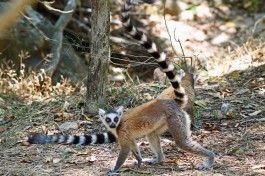 Ringtailed lemur in Isalo, Madagascar Tour  by vil.sandi