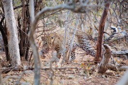 Wildlife in Chobe 