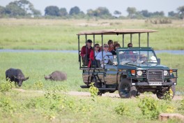 Wildlife viewing 