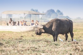 River cruise safari 