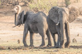 Elephant in Chobe 