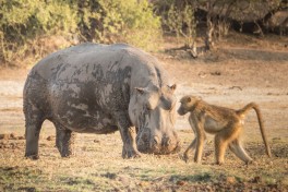 Baboon meets hippo in Chobe 