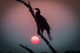 Sunset in Chobe 