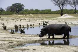 Busy waterhole in Hwange 