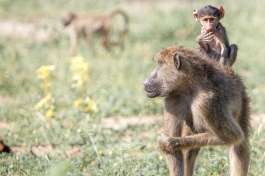 Mother & Child 