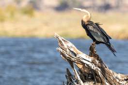 Birdlife in Chobe 