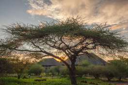 Chobe Bush Lodge 