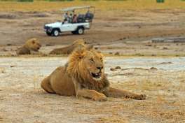 Male lion, hwange national park, zimbabwe-2 