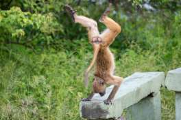 Baboon in chobe national park.gallery image.1-2 
