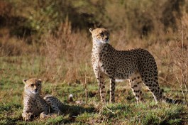 Masai Mara Safari cheetahs   by Carine06