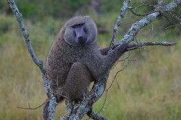 Baboon, Tanzania & Kenya Safari 