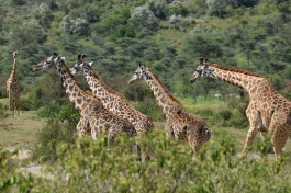 Giraffes, Masai Mara & Serengeti Safari 