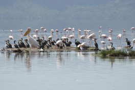 Lake Nakuru, Kenya Safari 