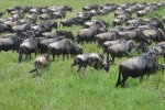 Great Migration, Kenya Safari 