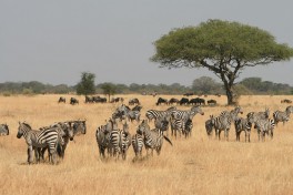 Serengeti Safari, Tanzania  by Marc Veraart