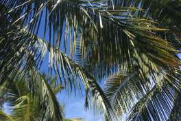 Zanzibar beach palms 