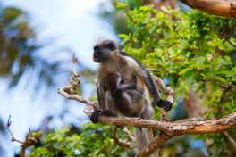 Red colobus monkey, Jozani Forest, Zanzibar 