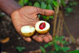 Nutmeg zanzibar spice tour 