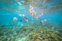 Snorkel in zanzibar 