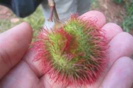 Zanzibar Spice Tour, Lipstick Fruit 