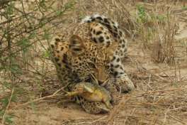 Kalahari leopard 
