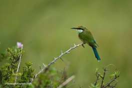 Kalahari birdlife 