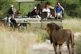 Kalahari lion game drive 