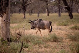 Selous wildebeest  by George