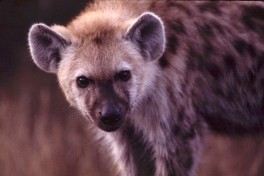 Hyena 