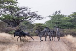 Tanzania game  by George